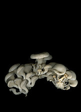 Pearl Oyster Mushrooms by Lisa A. Frank (Color Photograph)
