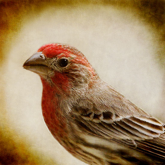 Song of a House Finch