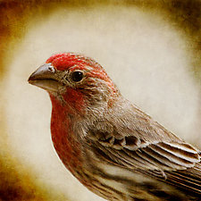 Song of a House Finch by Yuko Ishii (Color Photograph)