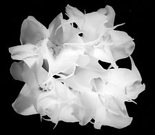 Double White in Black & White II by Raphael Sloane (Black & White Photograph)