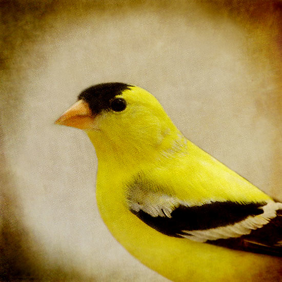 Song of an American Goldfinch IV