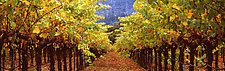 Under Vineyard Rows by Terry Thompson (Color Photograph)