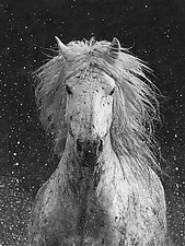 Splash by Carol Walker (Black & White Photograph)