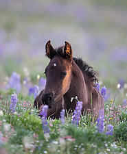 The Filly in the Lupine by Carol Walker (Color Photograph)