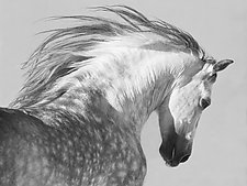 Gray Stallion Tosses His Head by Carol Walker (Black & White Photograph)