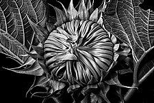Sunflower New by Barry Guthertz (Black & White Photograph)