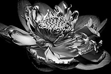 Inner Light by Barry Guthertz (Black & White Photograph)
