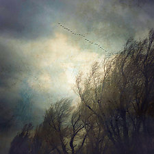 Trees and Snow Geese by Gloria Feinstein (Color Photograph on Aluminum)