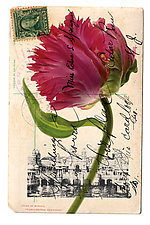 Franco British Tulip by Kevin Sprague (Giclée Print)