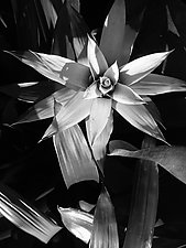 Bromeliad I by Joni Purk (Black & White Photograph)