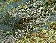 Swamp Security by Joni Purk (Color Photograph)