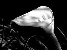 Calla Lily II by Joni Purk (Black & White Photograph)
