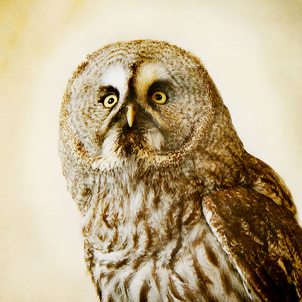 Healing Owl VI