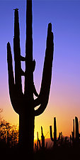 Saguaro Sunset I by Terry Thompson (Color Photograph)