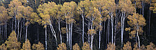 Fall Aspens by Terry Thompson (Color Photograph)