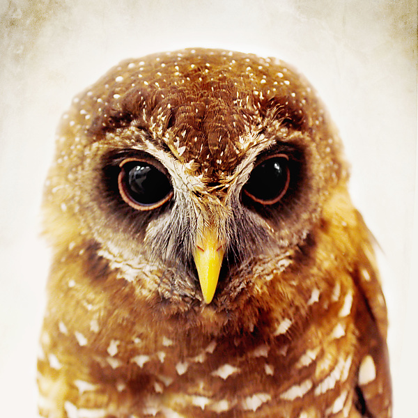 Owl Love I