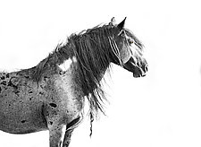 Wild Blue Roan Stallion Looks Out by Carol Walker (Black & White Photograph)