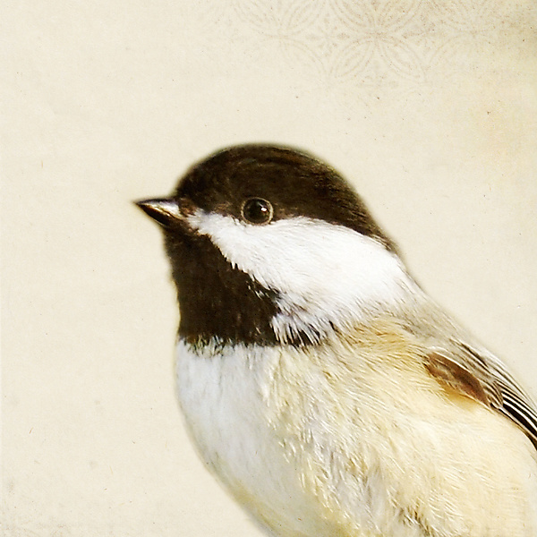 Song of a Black-Capped Chickadee