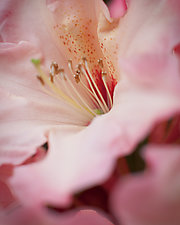 Close Up of Pink Rhododendron 1 by Steven Keller (Color Photograph)