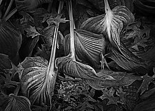 Wilted Hosta and Oak Leaves by Russ Martin (Black & White Photograph)