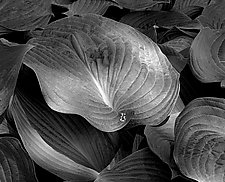 Dappled Leaf by Russ Martin (Black & White Photograph)