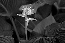 Bright Flower by Russ Martin (Black & White Photograph)