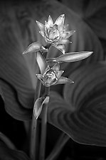 Two Flowers by Russ Martin (Black & White Photograph)
