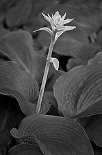 Tall Hosta Flower by Russ Martin (Black & White Photograph)