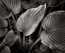 Sunlit Wilted Leaves by Russ Martin (Black & White Photograph)