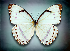 Morpho Epistrophus Catenaria (Underside) by Dario Preger (Color Photograph)