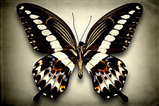 Papilio Gigon (Underside) by Dario Preger (Color Photograph)