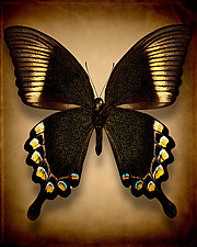 Papilio Blumei (Underside) by Dario Preger (Color Photograph)