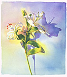Lily by Marlies Merk Najaka (Giclée Print)