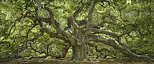 Angel Oak by Will Connor (Color Photograph)