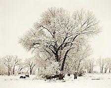 Winter, Bishop California by Joel Anderson (Black & White Photograph)