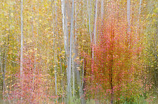 Dream Trees I by Patricia Garbarini (Color Photograph)