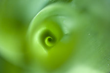 Inner Lily1 by Jed Share (Color Photograph)