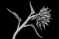 Sunflower Still Life by Mike Cable (Black & White Photograph)