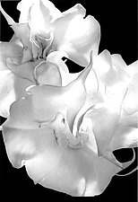 Double White Brugmansia for Huli by Raphael Sloane (Black & White Photograph)