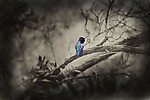 Bird by Lori Pond (Color Photograph)