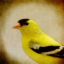 Song of an American Goldfinch IV by Yuko Ishii (Color Photograph)