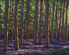 Bluebells and Forest by Johnathan Harris (Acrylic Painting)