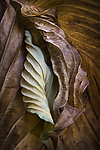 Hosta Leaves 10 by Ralph Gabriner (Color Photograph)