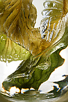 Hosta Leaves in Water by Ralph Gabriner (Color Photograph)