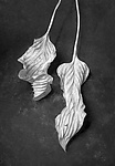 Hosta Leaves 8 by Ralph Gabriner (Black & White Photograph)