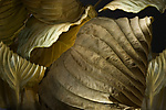 Hosta Leaves 6 by Ralph Gabriner (Color Photograph)