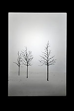 Lonely Trees by Paul Messink (Art Glass Sculpture)