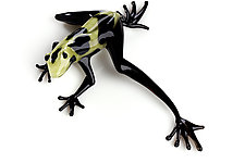 Black and Yellow Frog by Jennifer Caldwell and Jason Chakravarty (Art Glass Sculpture)