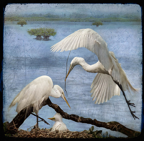 Peaceful Egret Family