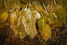 Wilted and Torn Hosta Leaves by Russ Martin (Color Photograph)